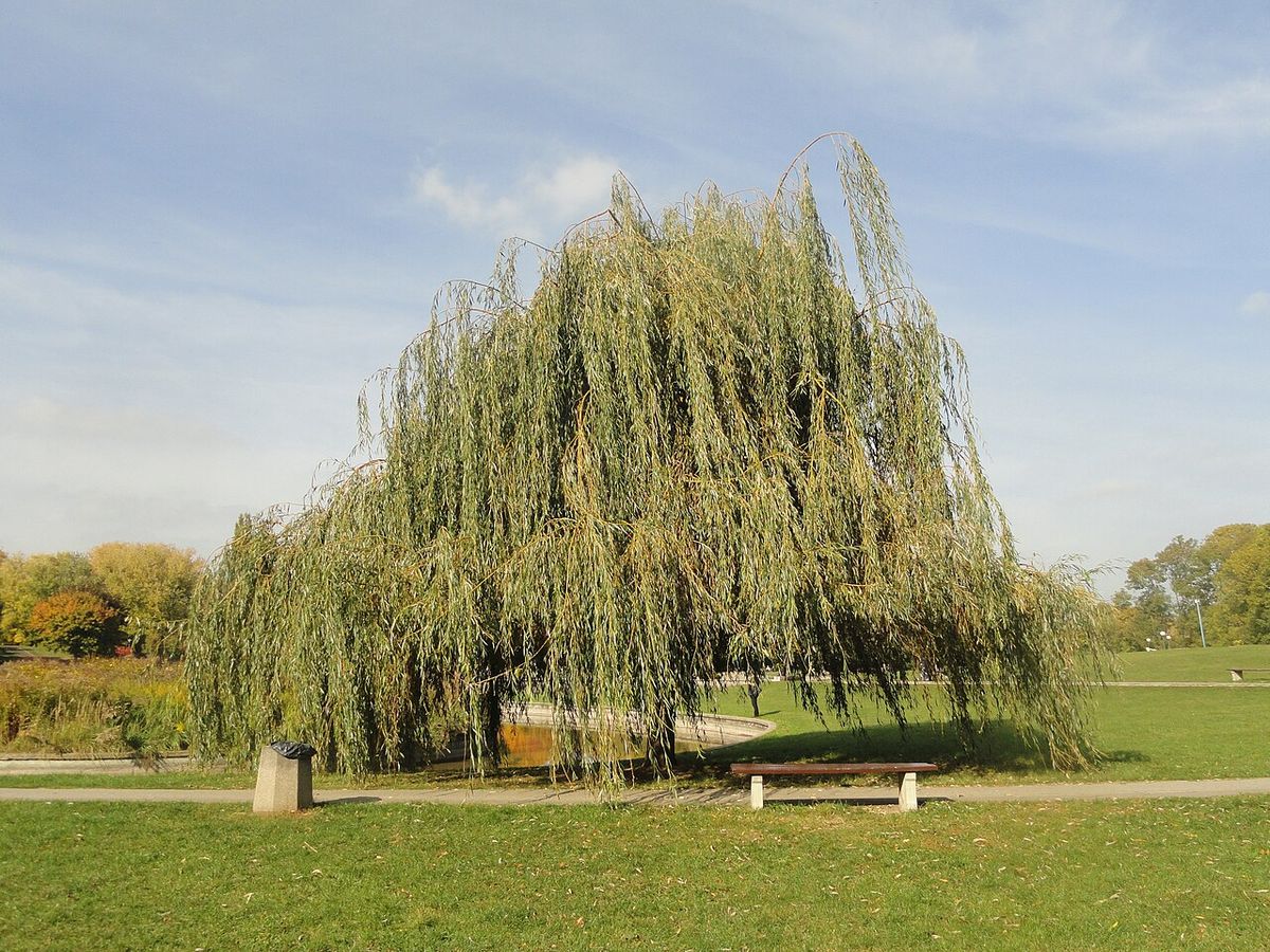 Sauce llorón entero de ramas colgantes hasta el suelo, en el pasto de un parque.