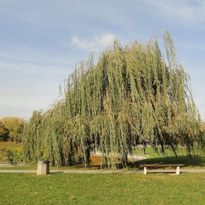 Sauce llorón entero de ramas colgantes hasta el suelo, en el pasto de un parque.