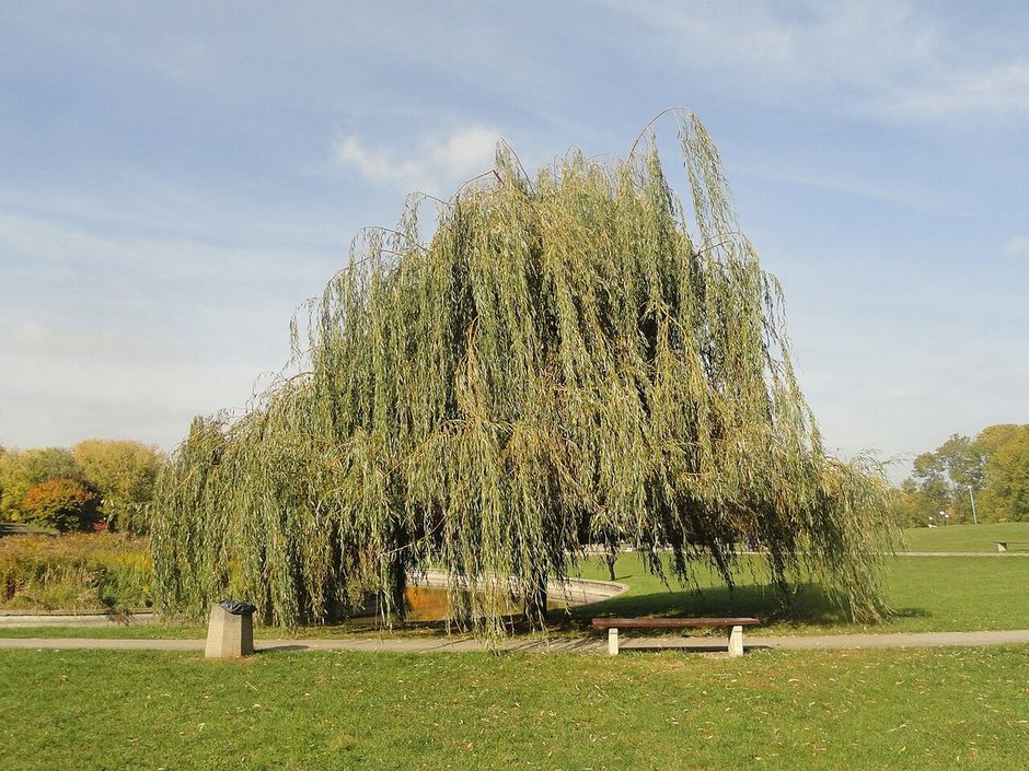 Sauce llorón entero de ramas colgantes hasta el suelo, en el pasto de un parque.