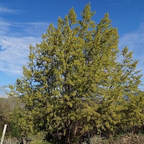 Sauce de copa densa y verde amarillenta en el matorral, contra un cielo azul.