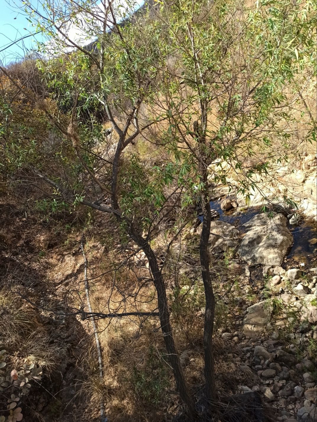Sauce de ramas delgadas creciendo en una barranca seca y pedregosa.