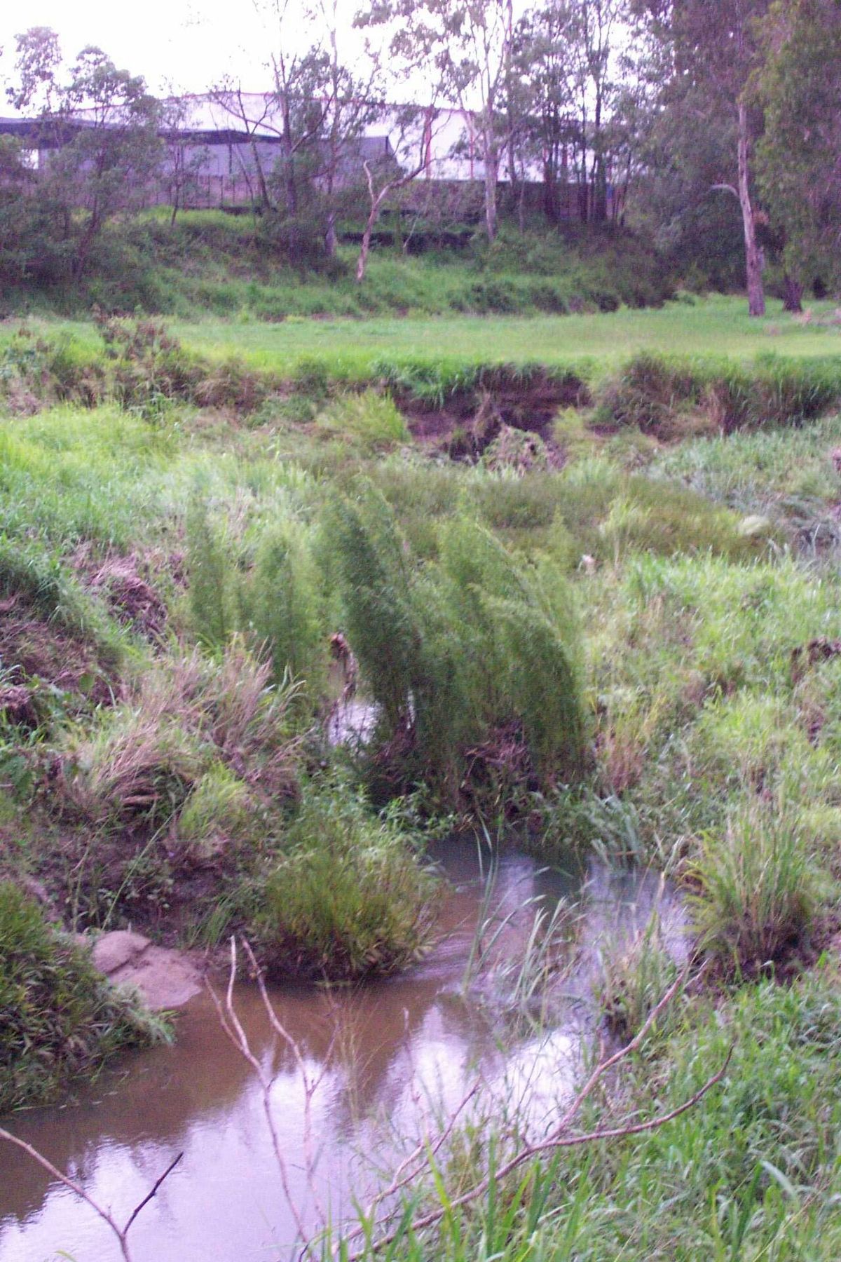Sauce inclinado sobre un arroyo, con el follaje colgando hasta el agua.