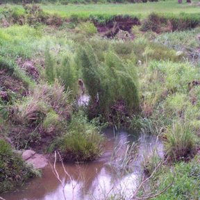Sauce inclinado sobre un arroyo, con el follaje colgando hasta el agua.