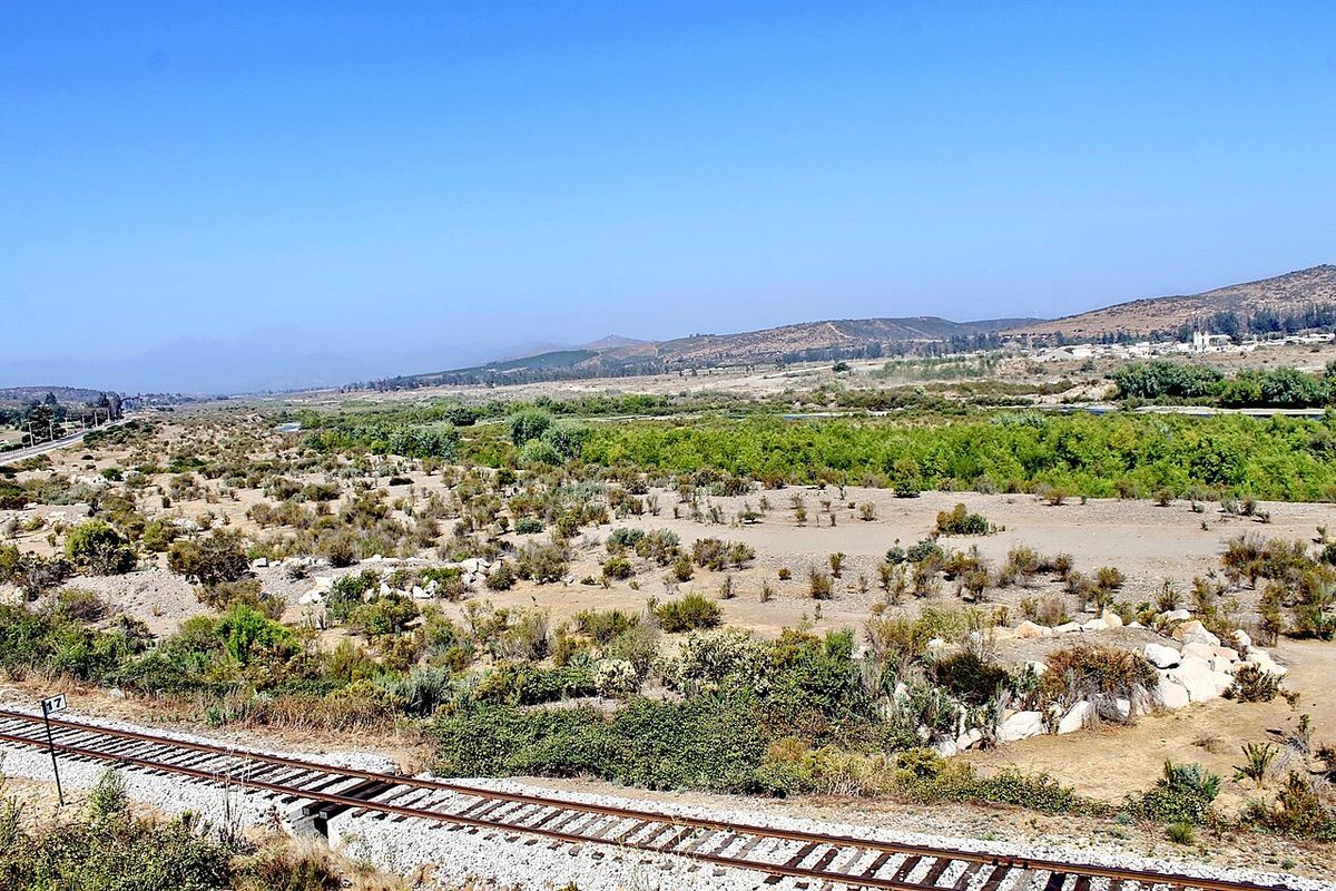 Sauces alineados en el fondo de un valle seco, junto a una vía de tren.