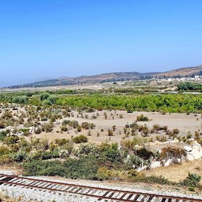 Sauces alineados en el fondo de un valle seco, junto a una vía de tren.