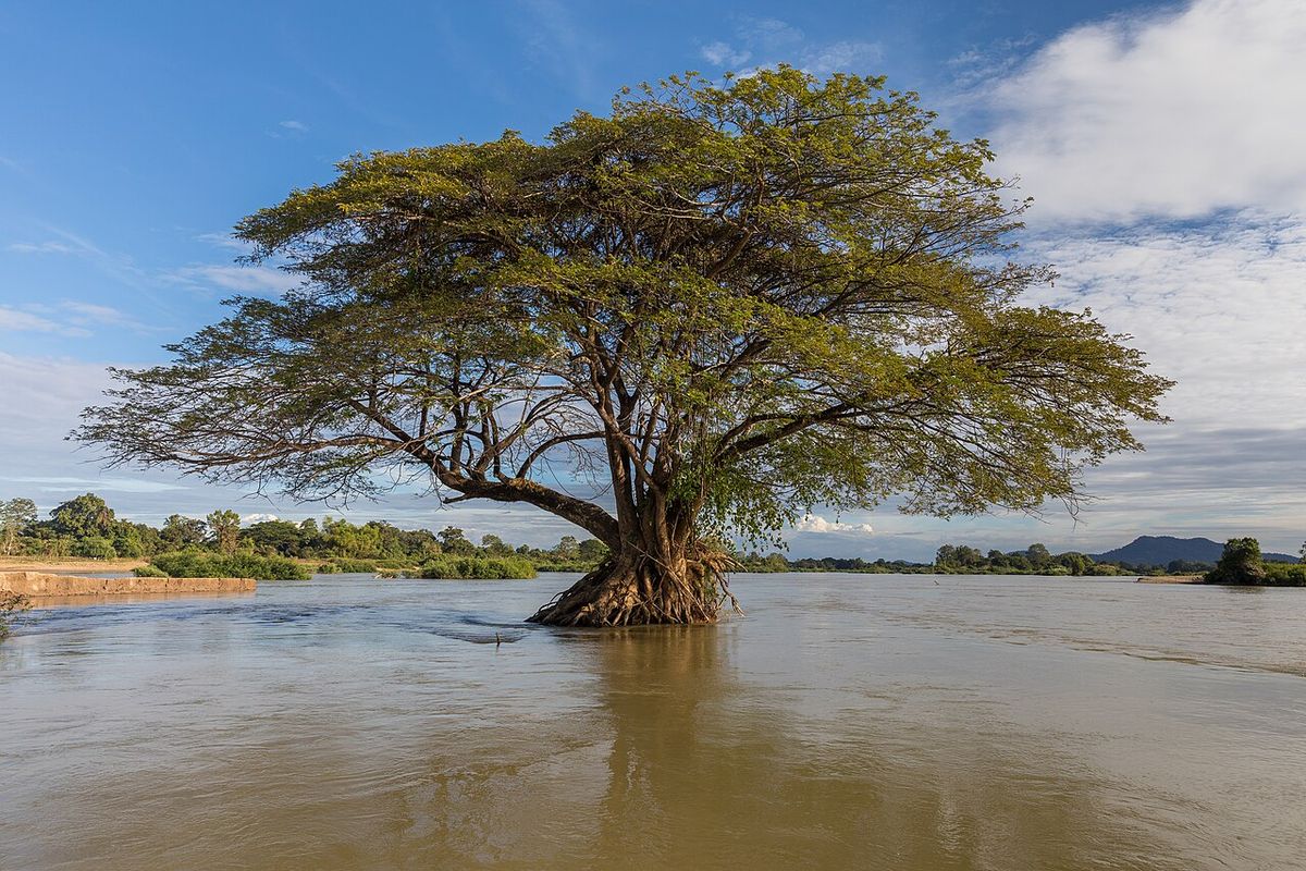 Samán de copa ancha creciendo con las raíces dentro de un río crecido.