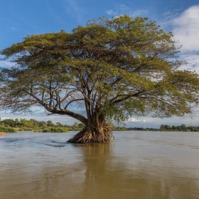 Samán de copa ancha creciendo con las raíces dentro de un río crecido.