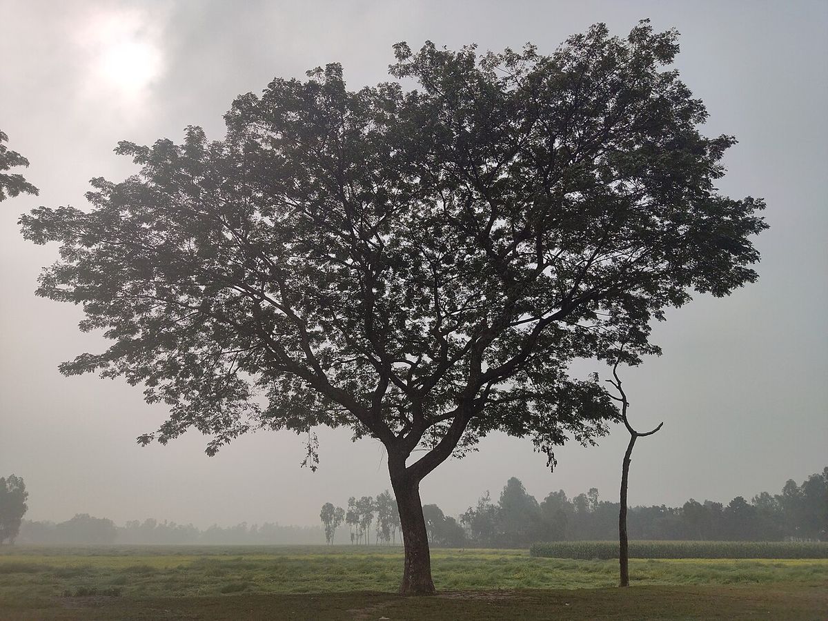 Samán solitario en un llano con neblina, recortado a contraluz.