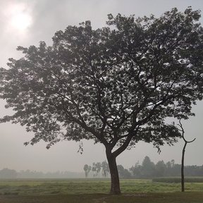 Samán solitario en un llano con neblina, recortado a contraluz.