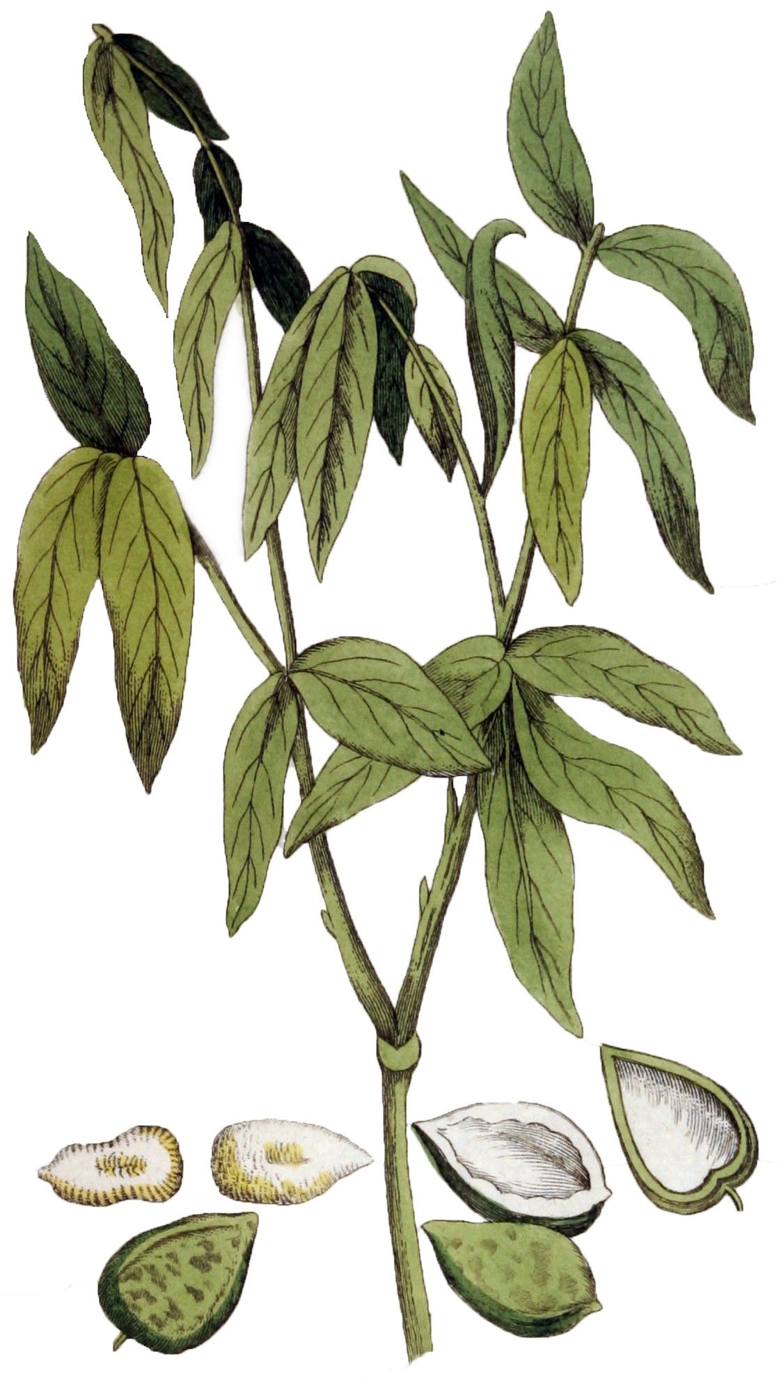 Lámina botánica del jaboncillo con la hoja pinnada y cortes del fruto.