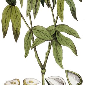 Lámina botánica del jaboncillo con la hoja pinnada y cortes del fruto.