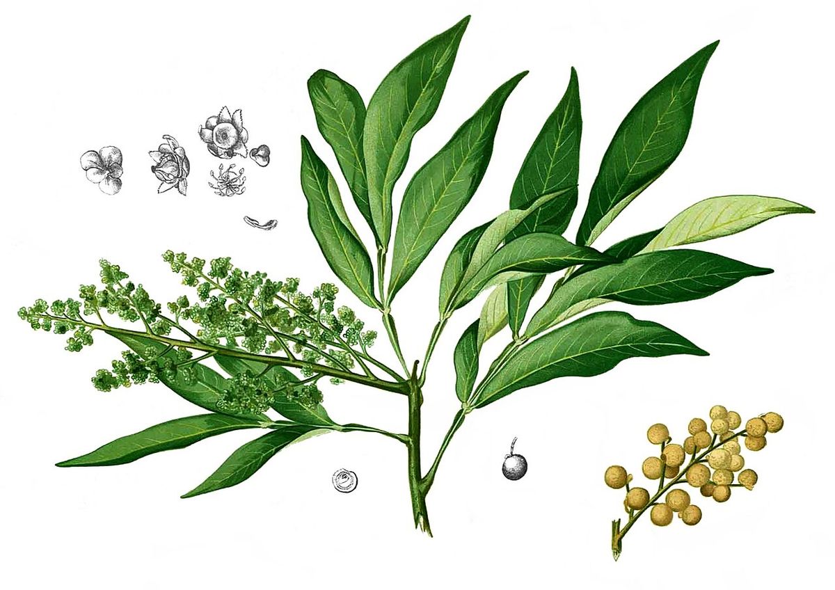 Ilustración botánica del jaboncillo con la panícula de flores y los frutos dorados.