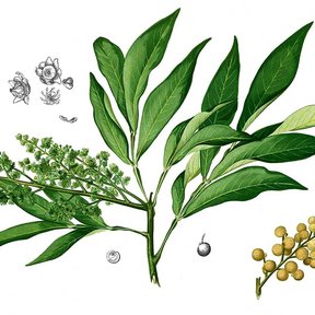Ilustración botánica del jaboncillo con la panícula de flores y los frutos dorados.