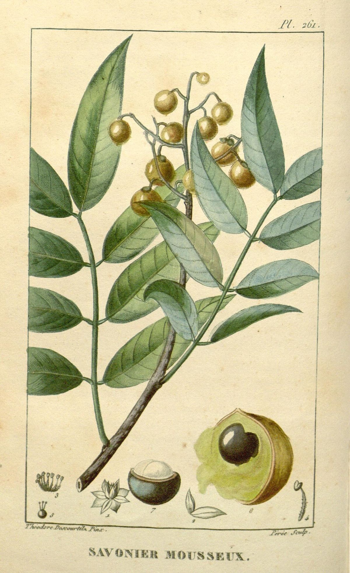Lámina antigua del jaboncillo con la rama, los frutos y el corte de la semilla.