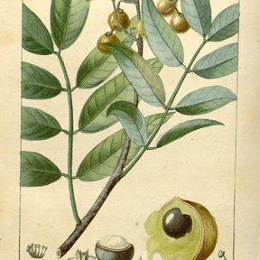 Lámina antigua del jaboncillo con la rama, los frutos y el corte de la semilla.