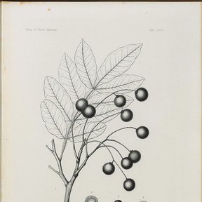Grabado antiguo del jaboncillo con la hoja pinnada y los frutos oscuros.