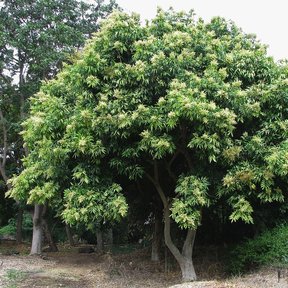 Jaboncillo entero de copa densa y varios troncos junto a un talud de jardín.