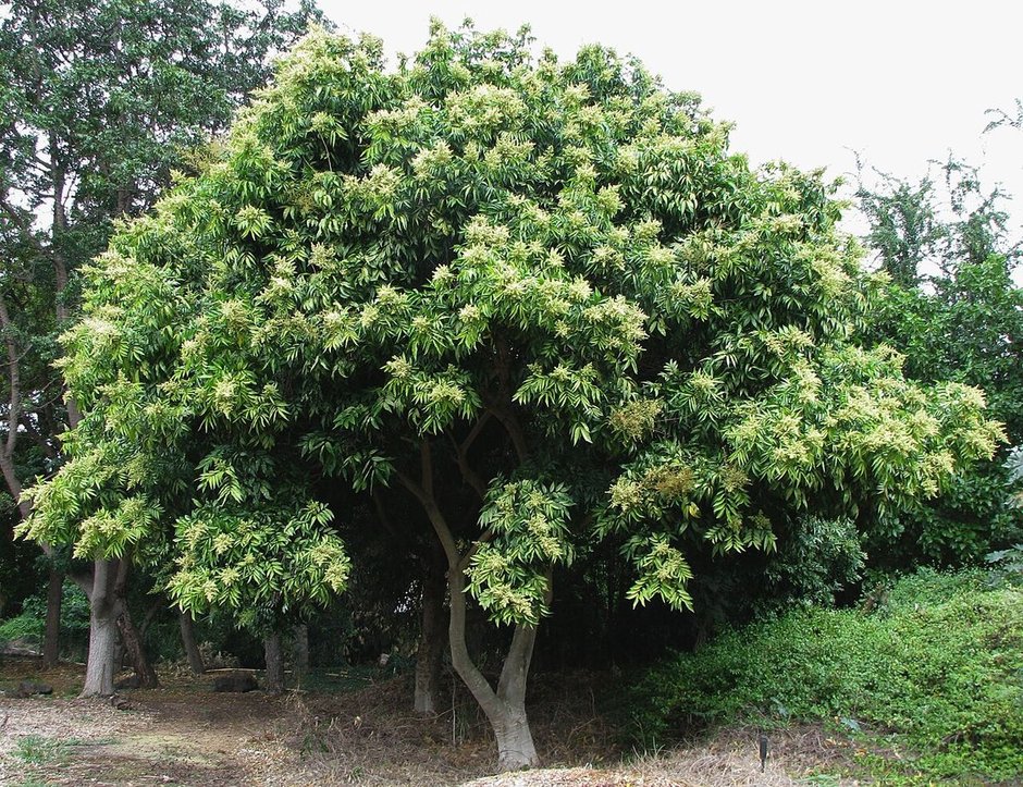 Jaboncillo entero de copa densa y varios troncos junto a un talud de jardín.