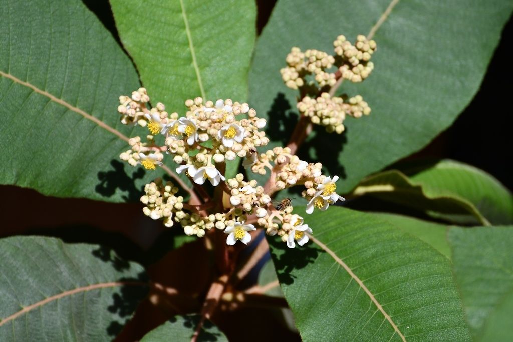 Ramillete de flores blancas de mameyito entre hojas grandes y nervadas.