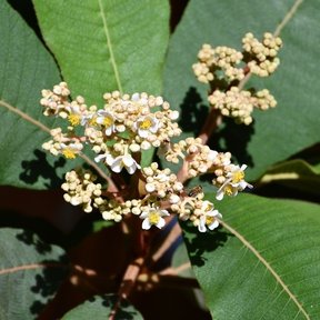 Ramillete de flores blancas de mameyito entre hojas grandes y nervadas.