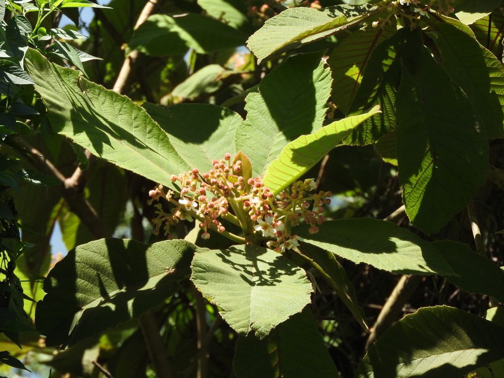 Botones y flores de mameyito agrupados en la punta de una rama, a pleno sol.
