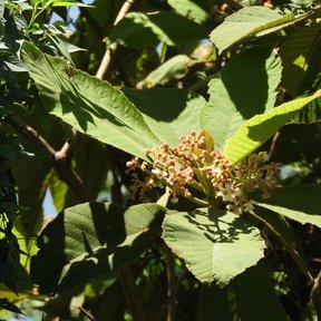 Botones y flores de mameyito agrupados en la punta de una rama, a pleno sol.