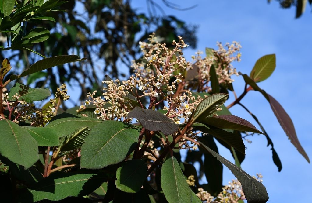 Panícula de flor blanca de mameyito recortada contra un cielo azul.