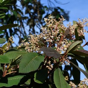 Panícula de flor blanca de mameyito recortada contra un cielo azul.