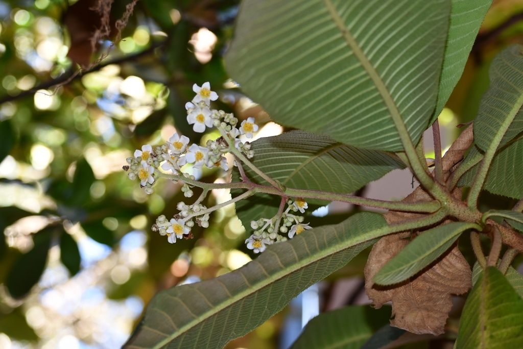 Flores blancas de mameyito abiertas entre hojas de nervadura muy marcada.
