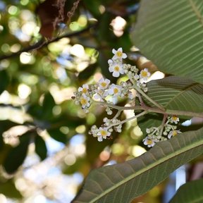 Flores blancas de mameyito abiertas entre hojas de nervadura muy marcada.