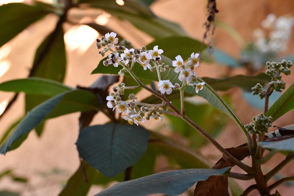 Racimo de flores de mameyito sobre un pedúnculo rojizo, entre las hojas.