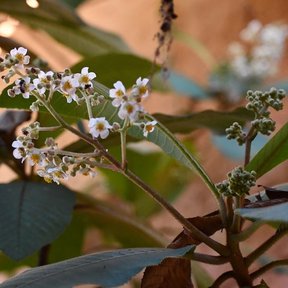 Racimo de flores de mameyito sobre un pedúnculo rojizo, entre las hojas.