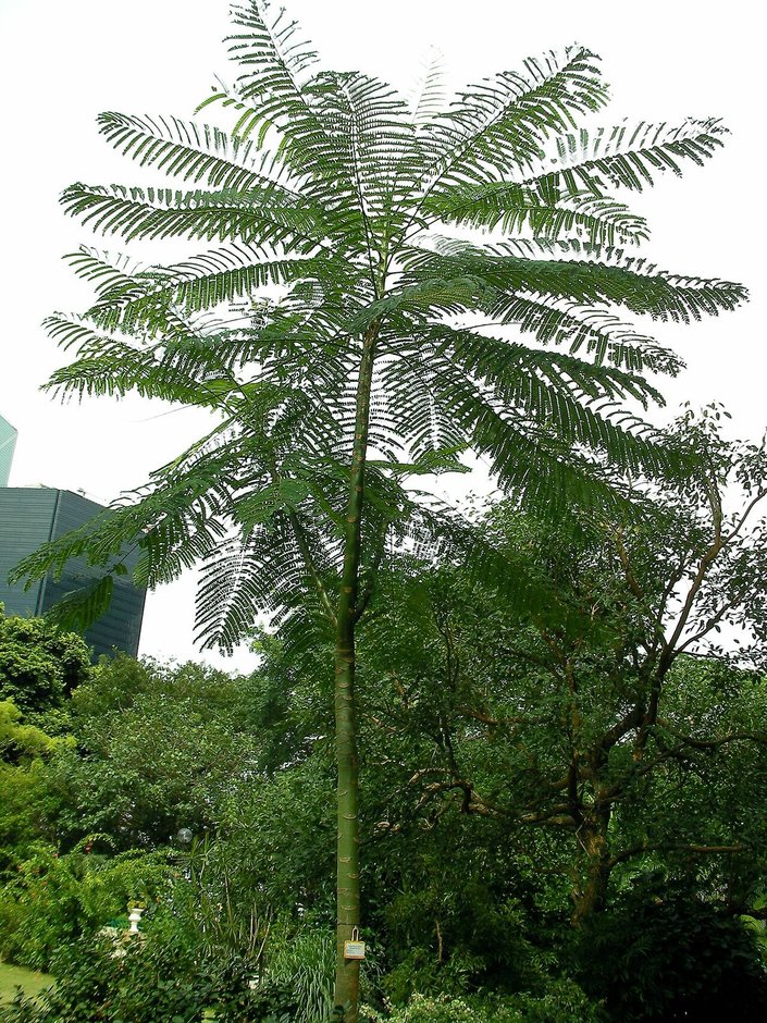 Picho joven de tronco recto y hojas enormes y divididas, en un jardín.