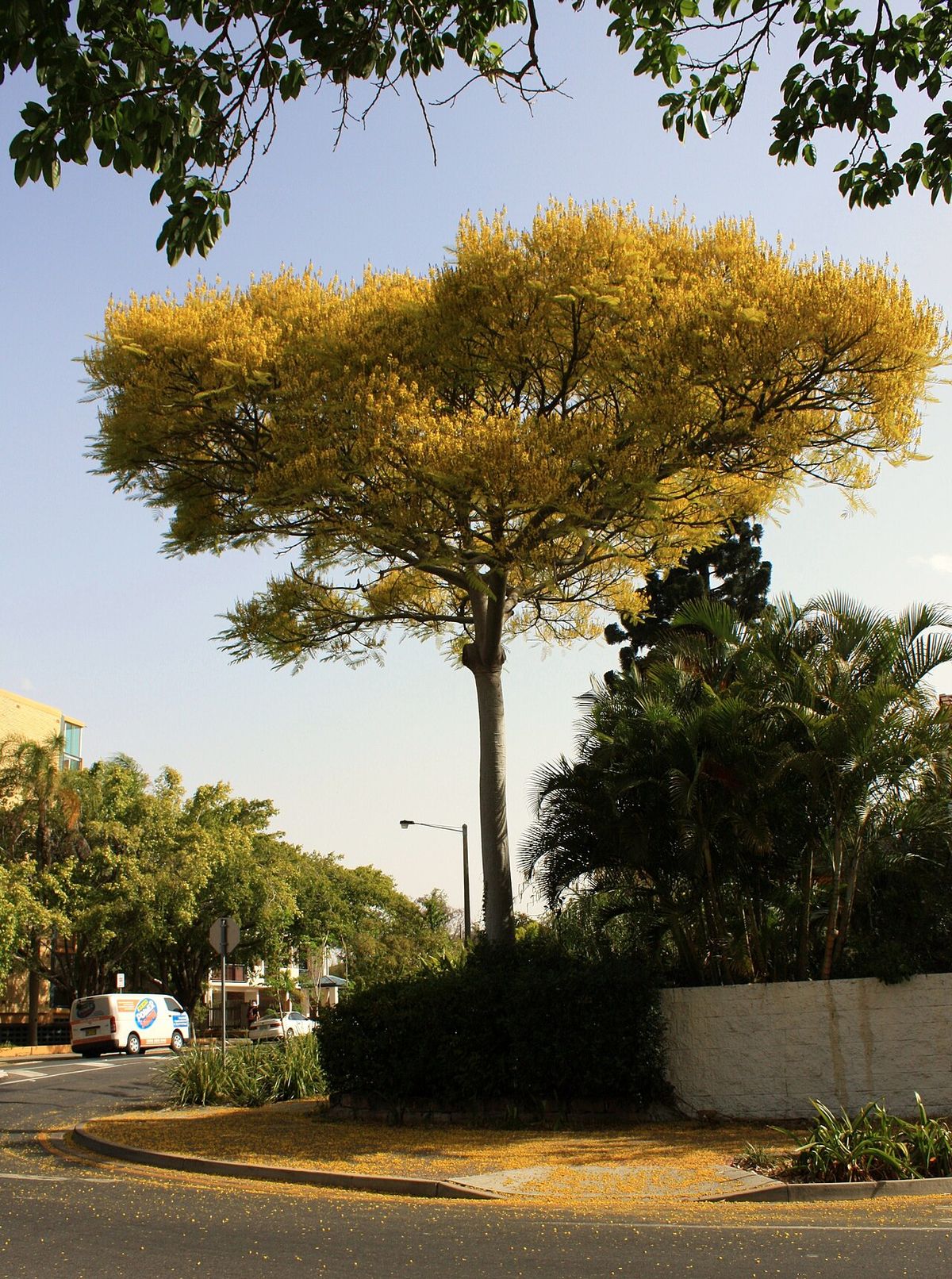 Picho en plena floración amarilla en una esquina, con la banqueta cubierta de flor.