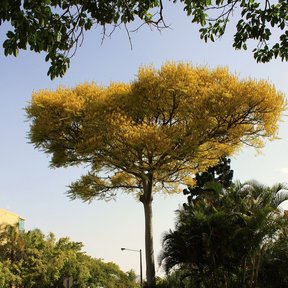 Picho en plena floración amarilla en una esquina, con la banqueta cubierta de flor.