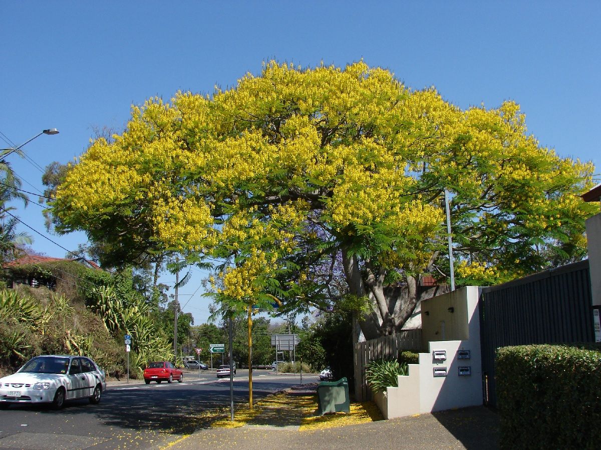 Picho florido de amarillo a la orilla de una calle, con coches al pie.
