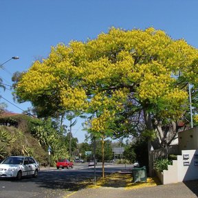Picho florido de amarillo a la orilla de una calle, con coches al pie.