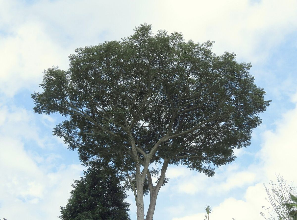 Copa extendida de un picho recortada contra un cielo con nubes.