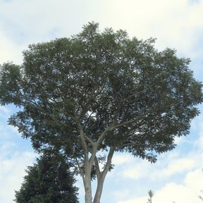 Copa extendida de un picho recortada contra un cielo con nubes.