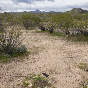 Arbustos espinosos repartidos en un llano de grava, con la sierra al fondo.
