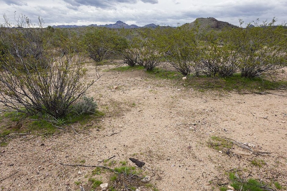 Arbustos espinosos repartidos en un llano de grava, con la sierra al fondo.