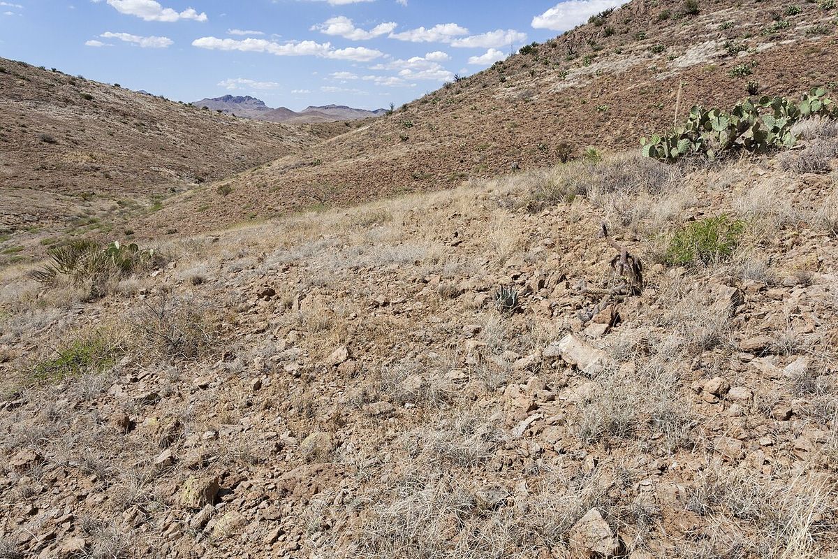 Ladera pedregosa del desierto con matorral espinoso y nopales dispersos.