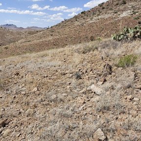 Ladera pedregosa del desierto con matorral espinoso y nopales dispersos.