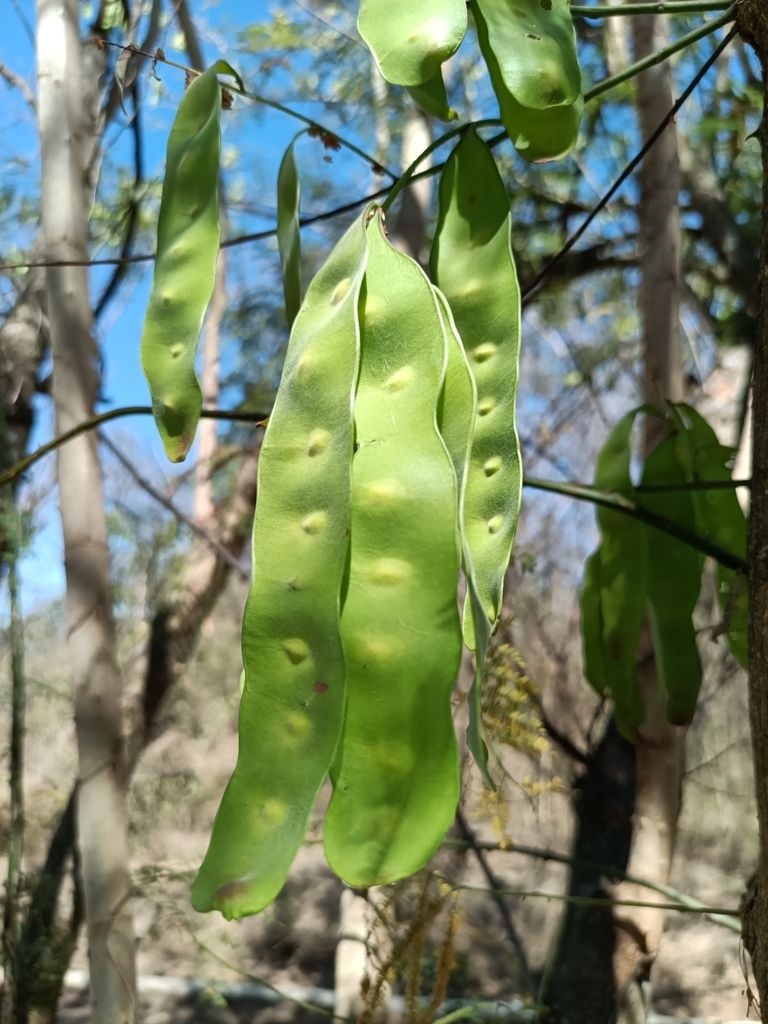 Vainas verdes y planas de espino blanco colgando entre las ramas.