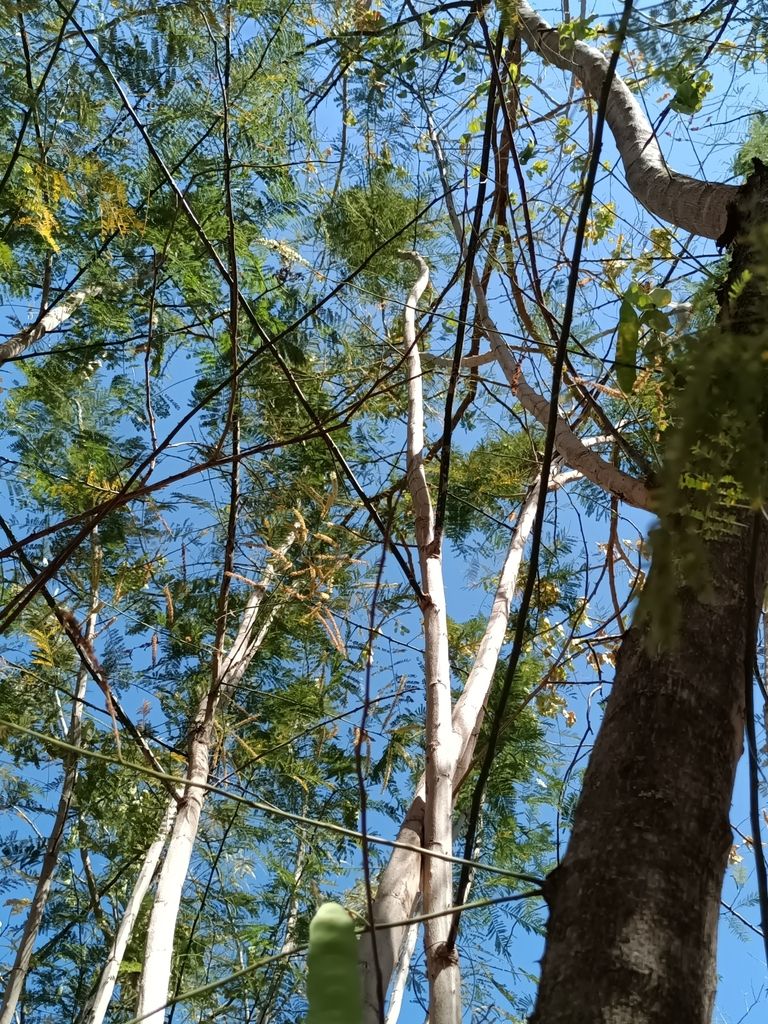 Ramas de espino blanco abriéndose contra el cielo azul en la selva seca.