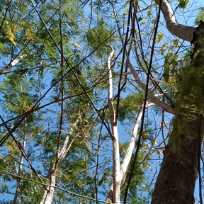Ramas de espino blanco abriéndose contra el cielo azul en la selva seca.