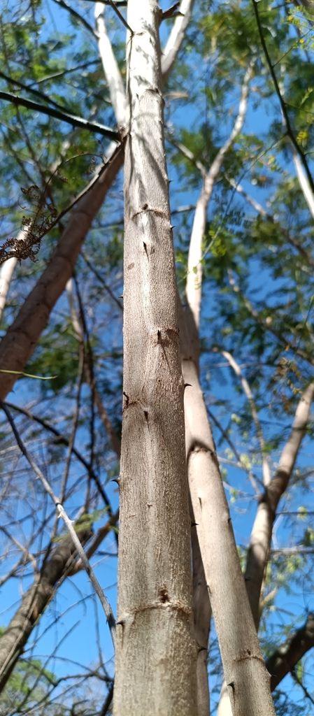 Troncos claros y lisos de espino blanco recortados contra el cielo.