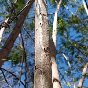 Troncos claros y lisos de espino blanco recortados contra el cielo.