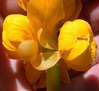 Una mano sostiene dos flores amarillas abiertas de flor del secreto.