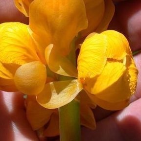 Una mano sostiene dos flores amarillas abiertas de flor del secreto.